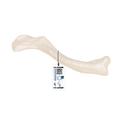 3B Scientific Clavicle - w/ 3B Smart Anatomy 1019376